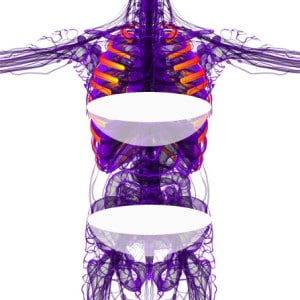 3d render medical illustration of the ribcage - front view