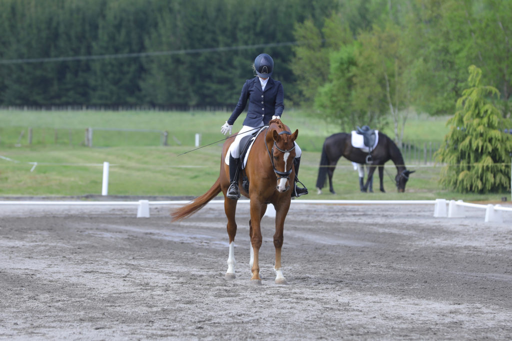 Dressage Arena with a dressage rider